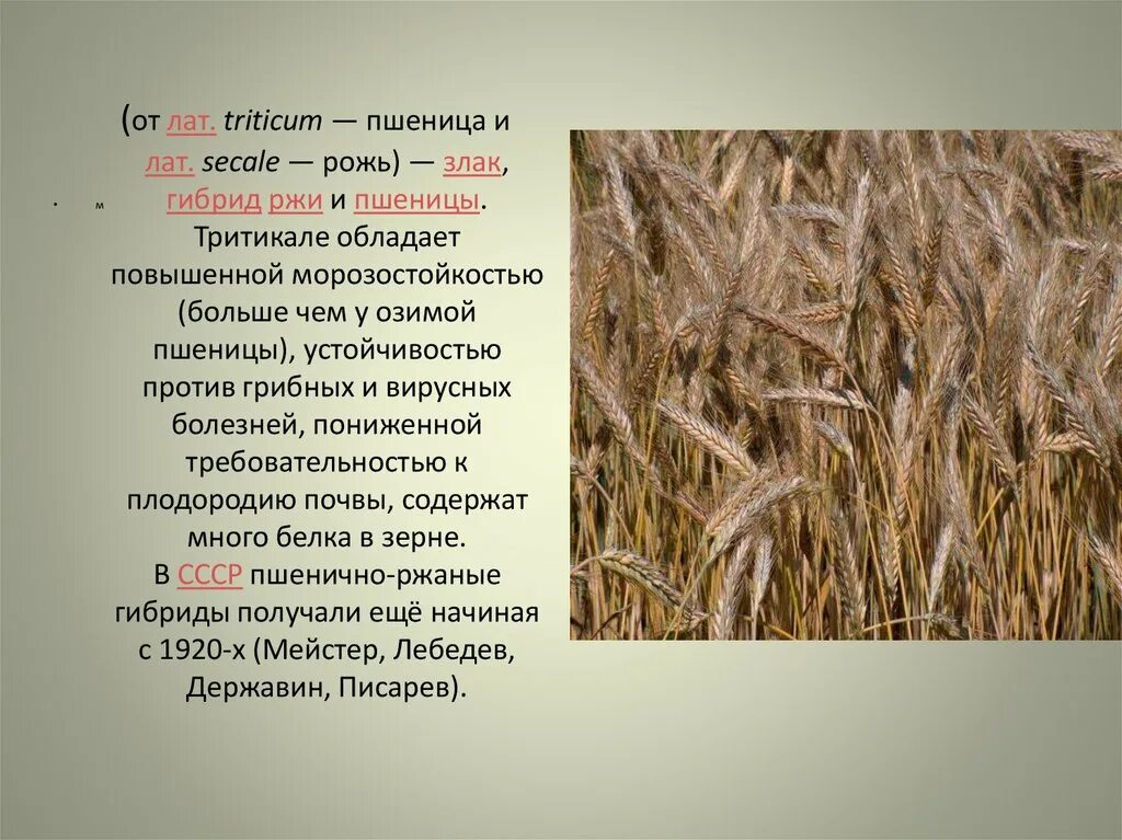 Окончание слова рожь. Тритикале гибрид пшеницы и ржи. Пшеница и рожь сообщение. Сообщение о пшенице. Доклад про рожь.