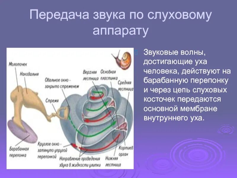 Передача звука. Передача сигнала слуховыми косточками. Сигналы в слуховых аппаратах. Как передается звук. Передай звук 3