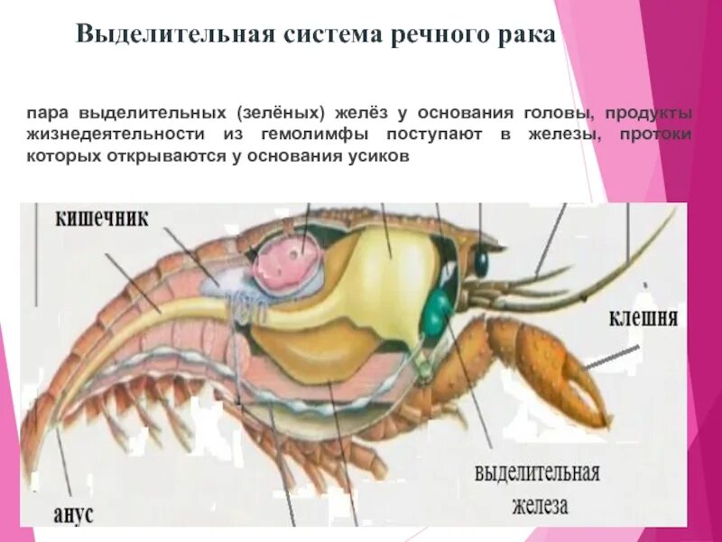 Зеленая железа у рака какая система