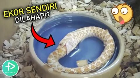 Есть видео змей