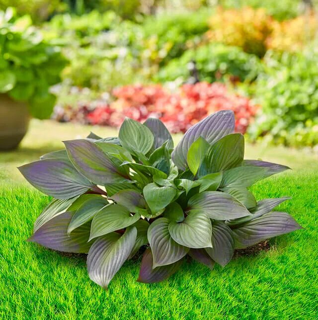 Хоста ферст блаш фото. Hosta first blush. Хоста фест бланш. Хоста ферст блаш фото. Хоста ферст блаш.