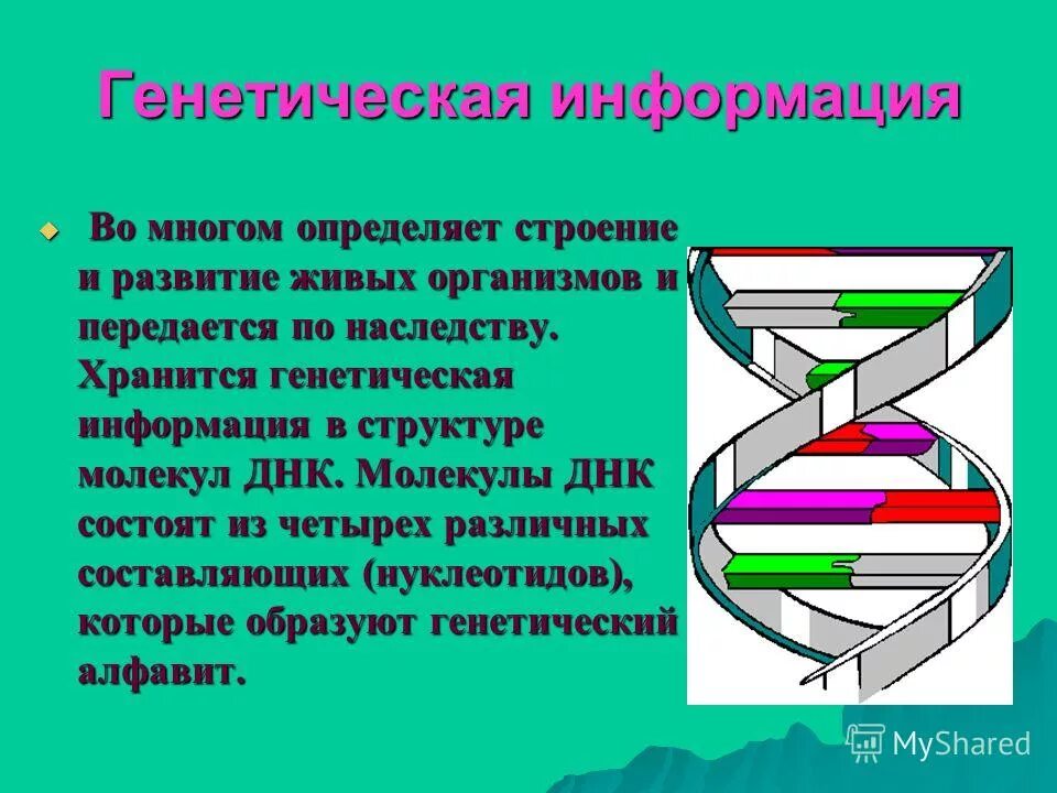 За хранение наследственной информации отвечают