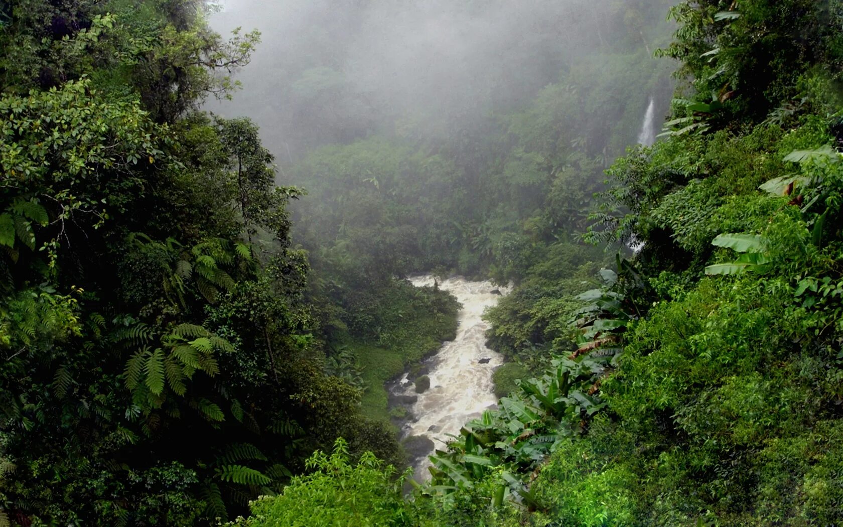 Jungle river
