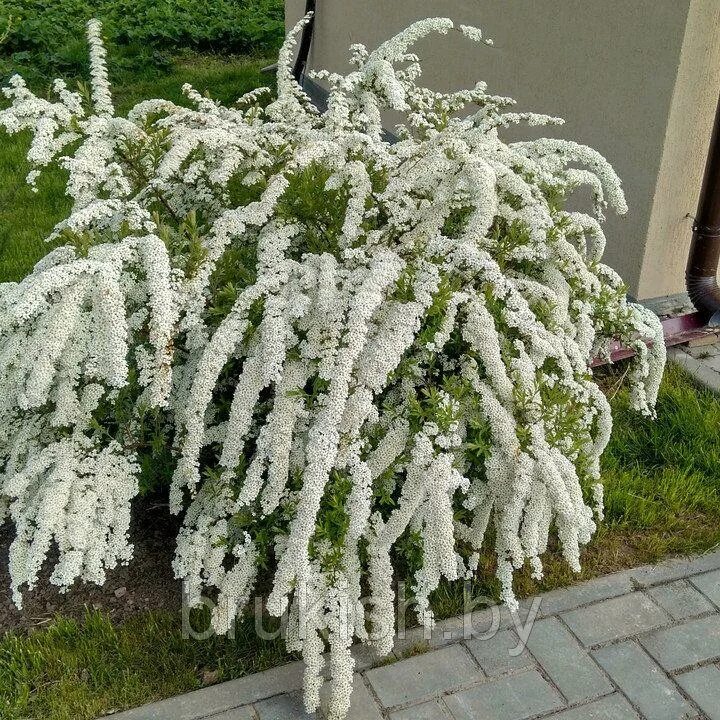 Спирея cinerea. Спирея грейфшейм. спирея серая. спирея серая grefsheim. спирея вангутта грефшейм.