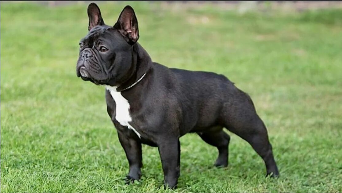 Черные французы. Собака французский бульдог. Порода французский бульдог. Французский бульдог щенок. Французский бульдог черный.