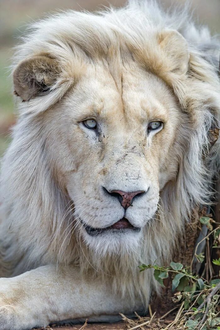 Лев 29 сентября. Лев 29 сентября. Лев 29 сентября. Лев 29 сентября. Белая львица.