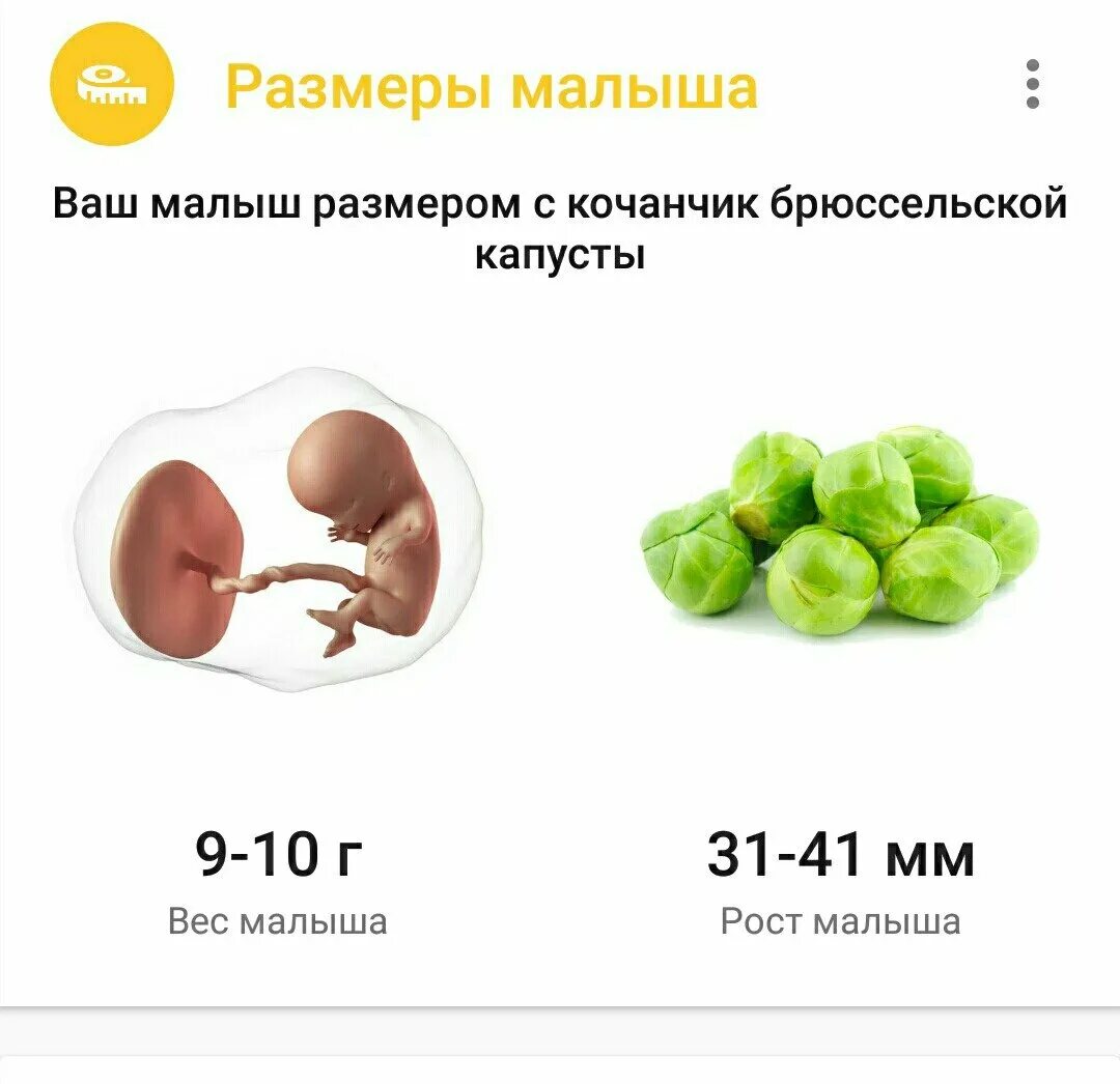 Размер плода фруктами. Размер малыша на 11 неделе беременности. Размер плода на 11 неделе беременности. Размер малыша по неделям беременности.