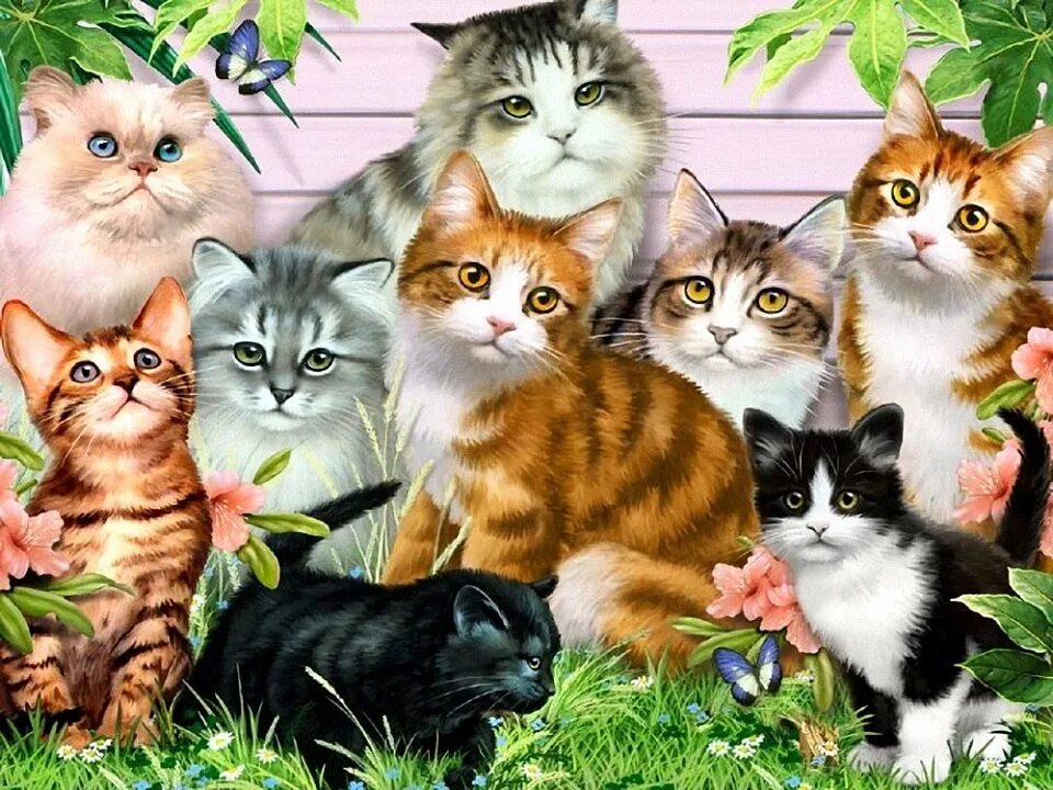 Много котят разноцветных. Несколько кошек. кошки разных цветов. много котят. много разных котиков.