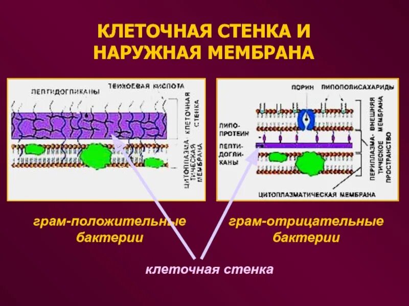Клеточная стенка и мембрана бактерий. Цитоплазматическая мембрана грамотрицательных бактерий. Клеточная стенка грамположительных бактерий. Структура мембраны грамотрицательных бактерий. Строение наружной мембраны грамотрицательных бактерий.