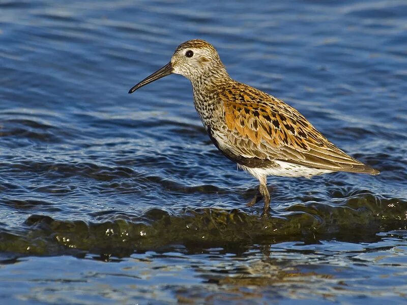 Пестрый 5 букв. Чернозобик Calidris Alpina. Бекас чернозобик. Чернозобик птенец. Балтийское море Кулик.