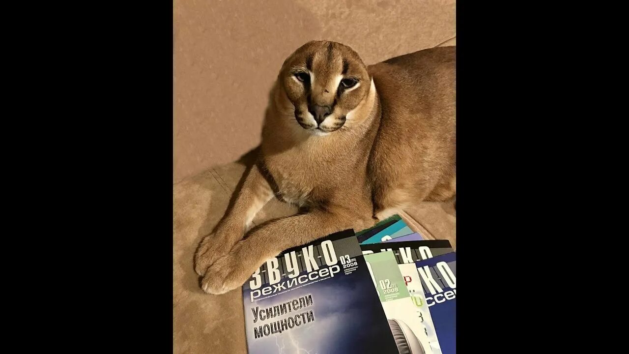 Рецепты в роблокс в raise a floppa. Векман граффити. Биг флоппа каракал. Роблокс raise a floppa. Шлёпа.