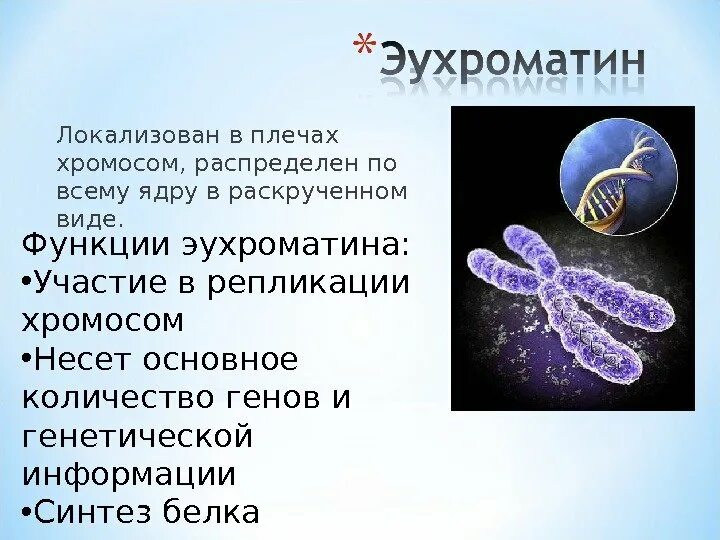 Ядро содержит наследственную информацию. Функции эухроматина и гетерохроматина. Эухроматин строение и функции. Хроматин эухроматин и гетерохроматин. Эухроматин особенности строения.