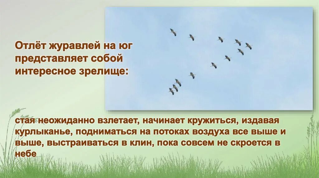 Отлет журавлей на Юг. Отлёт журавлей.отлёт журавлей.. Отлет птиц какие птицы. Отлёт птиц для презентации. Летел высоко составить предложение