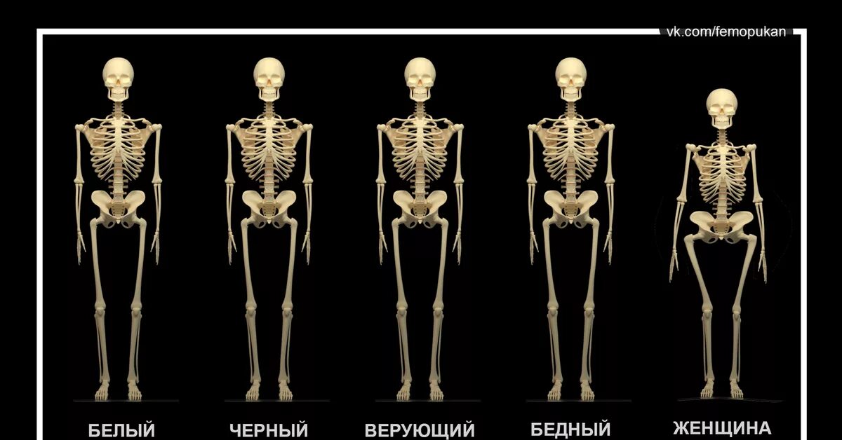 Женский и мужской скелет. Скелет женщины и мучжин. Мужской скелет. Скелет мужчины и женщины. Мужской и женский скелет