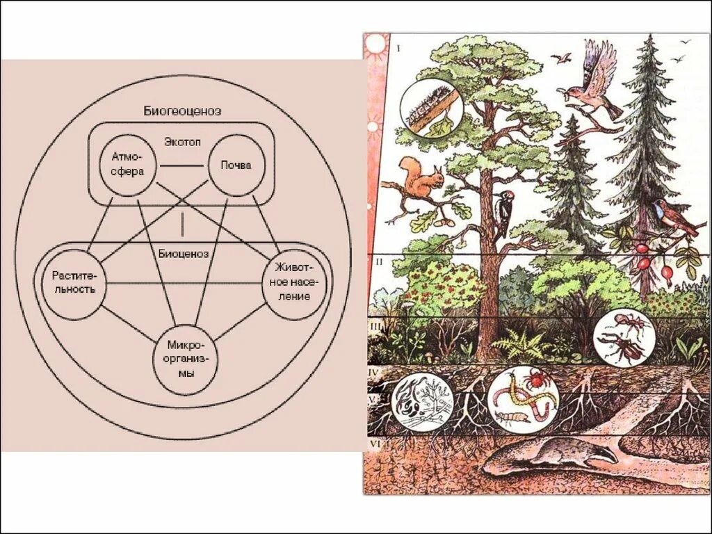 Обитатели ярусов. Ярусность лесного биоценоза. Биоценоз леса схема. Биоценоз биогеоценоз экосистема. Лесная экосистема схема.