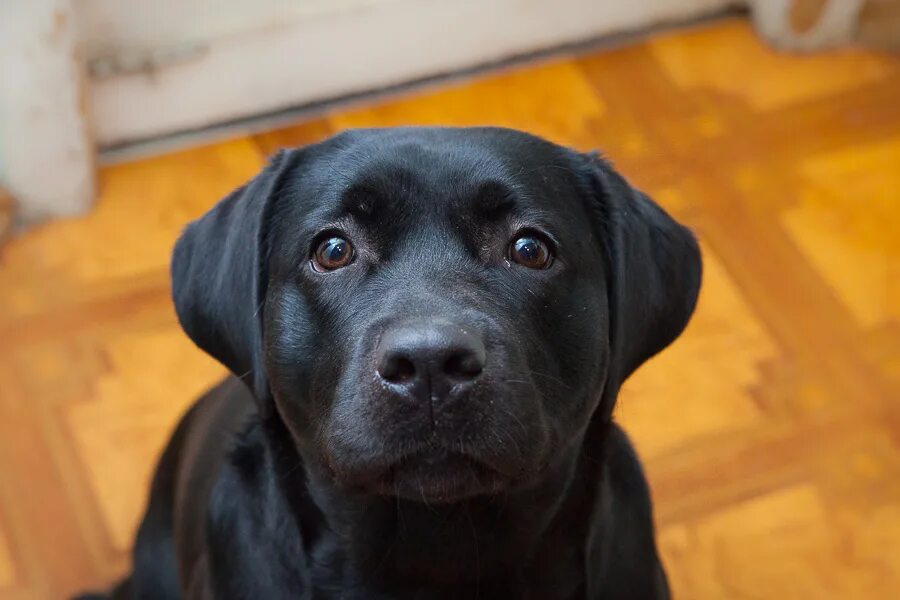 ретривер черный девочка. черный лабрадор девочка. лабрадор ретривер девочка. девочка лабрадор черный 3 года. лабрадор черный девочка.
