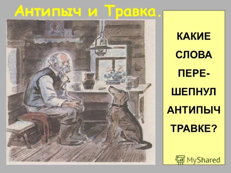 антипыч кладовая солнца. кладовая пришвина. антипыч и травка кладовая солнца. рассказать историю антипыча и травки. история антипыча.