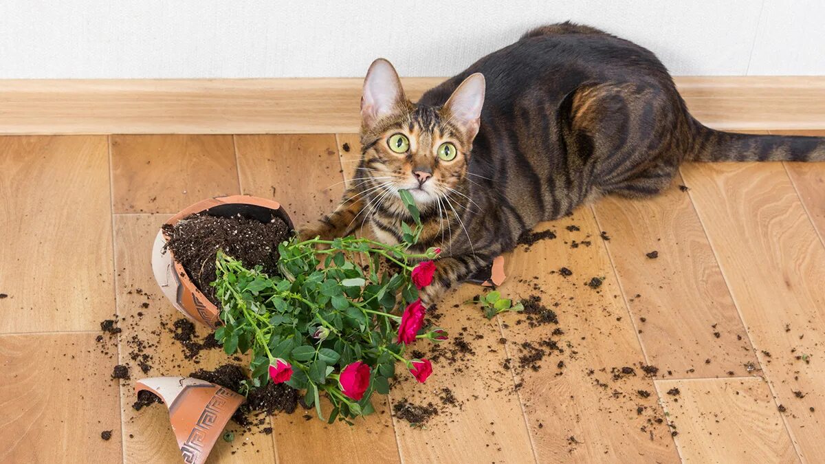 Кошки и растения. Кот на горшке. Кошки и комнатные растения. Кот уронил горшок. Разбитый кот