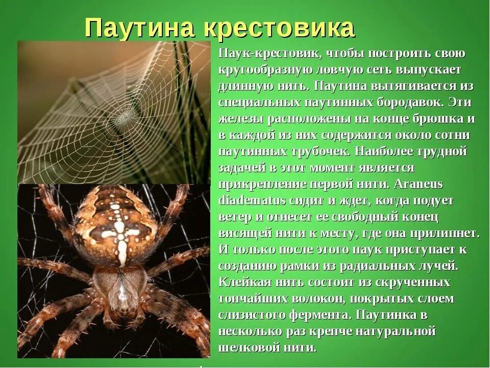 Про паукообразное. Паутина паука крестовика. Паук крестовик описание 3 класс. Паук крестовик Дальневосточный. Паук крестовик опасен ли.