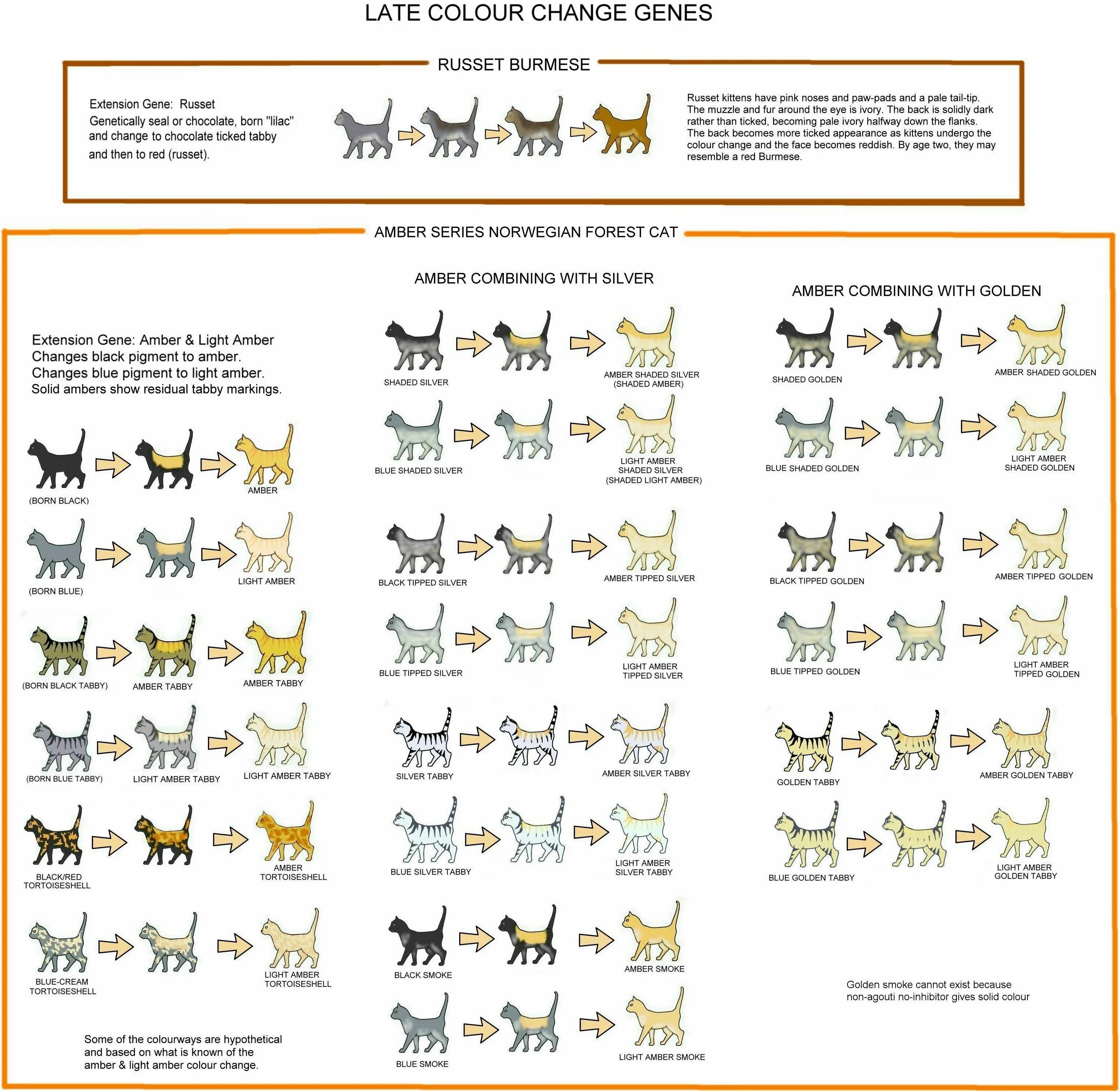 Окрасы кошек таблица. Генетика окрасов кошек таблица с расшифровкой. Таблица генетики окрасов шотландских кошек. Окрасы британских кошек таблица обозначений. Типы окрасов кошек