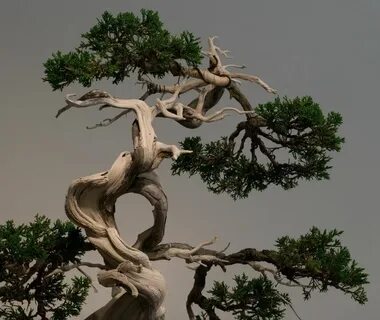 Tree 666