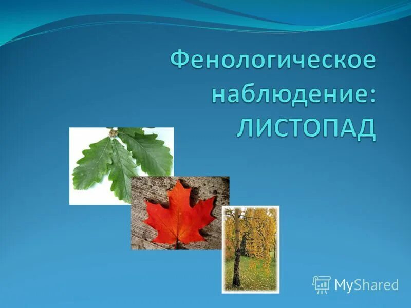 Закончится листопад. Листопад у деревьев заканчивается. когда заканчивается листопад у берез. листопад у лип. когда заканчивается листопад у лип.