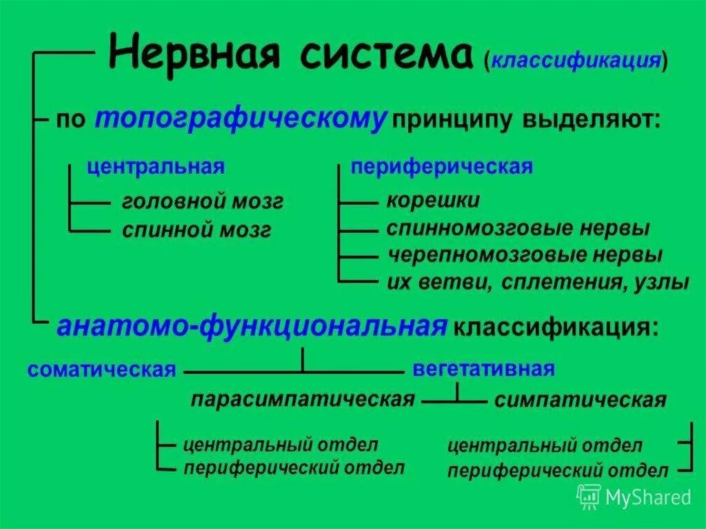 По каким принципам классифицируют отделы нервной. Классификация нервной системы анатомия. Принципы классификации нервной системы. Топографическая классификация нервной системы. Классификация нервной системы схема.