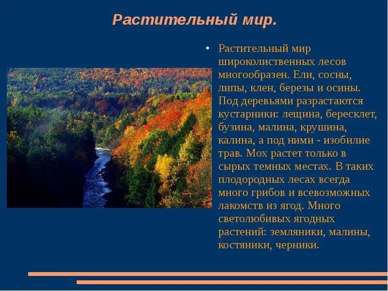 Какой климат в зоне широколиственных лесов. Климат широколиственных лесов. Продуктивность широколиственных лесов. Растительный мир широколиственных лесов. Презентация на тему широколиственные леса 8 класс.