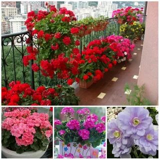 Герань пересадка осенью с улицы в дом