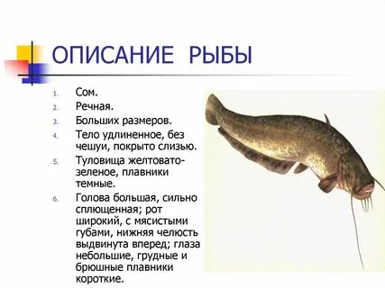 Форма тела сома