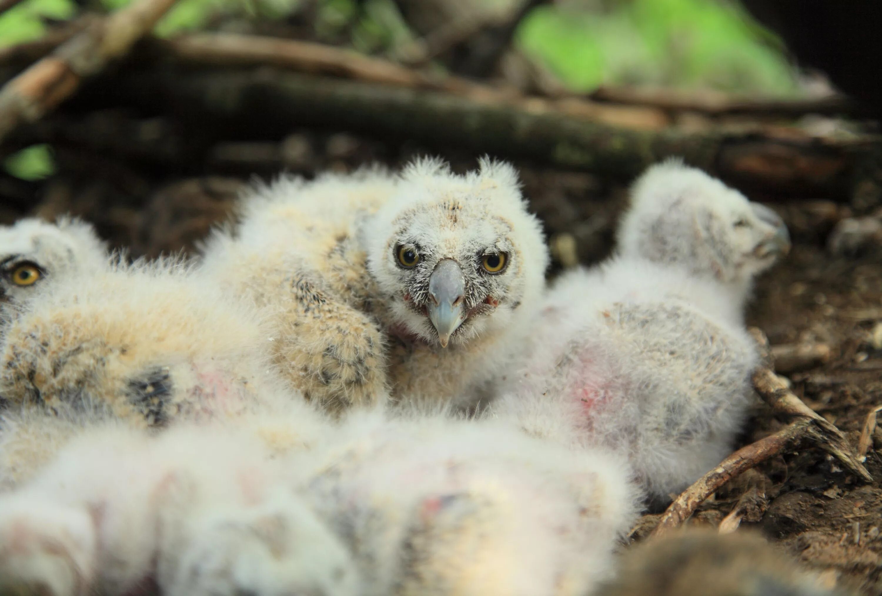 птенец ушастой совы. сова неясыть птенцы. птенец совы. сова неясыть птенцы. птенец неясыти.