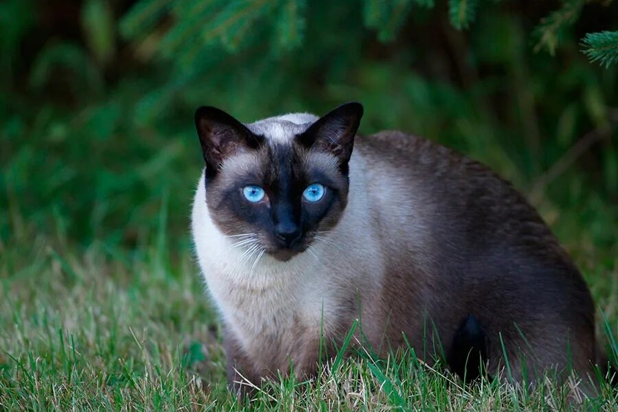 Фотографии кошек породы сиамских кошек. Сиамская кошка. Кот сиамской породы. Сиамская кошка короткошерстная. Сиамский кот чистокровный.