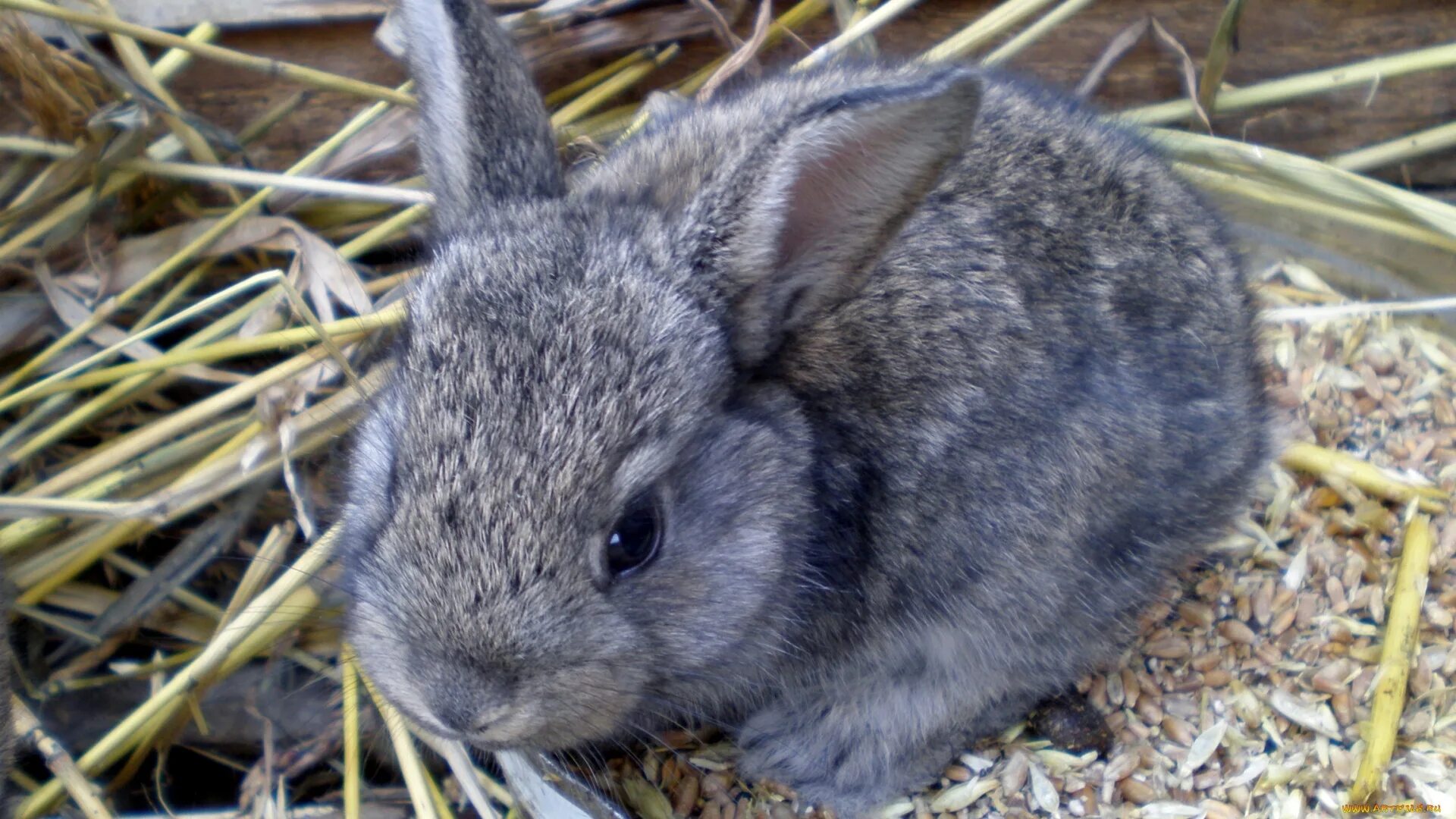 Маленький серый кролик. Серый кролик. Кролики домашние. Кролик серый домашний.