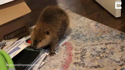 Домашние бобры видео