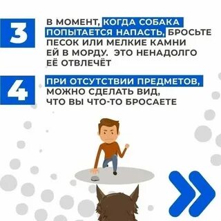Предотвращение нападения диких птиц