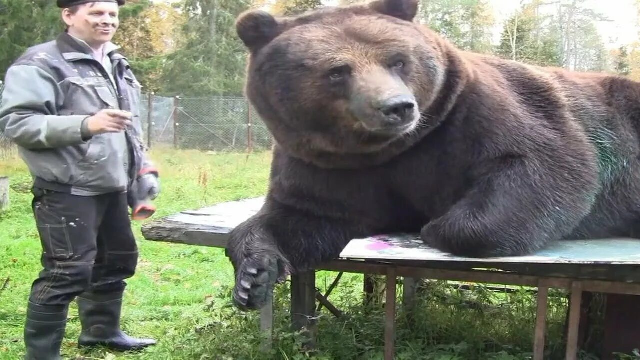 Какие медведи крупнее. Самый большой медведь Кадьяк 1200 кг. Самый большой Гризли в мире. Самый большой медведь в мире вес и рост. Медведь Гризли вес 1 тонна.