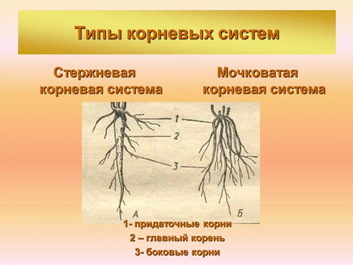 Строение корня мочковатая и стержневая. Корневые системы типы 6 класс мочковатая. Мочковатый Тип корневой системы. Строение мочковатой корневой.