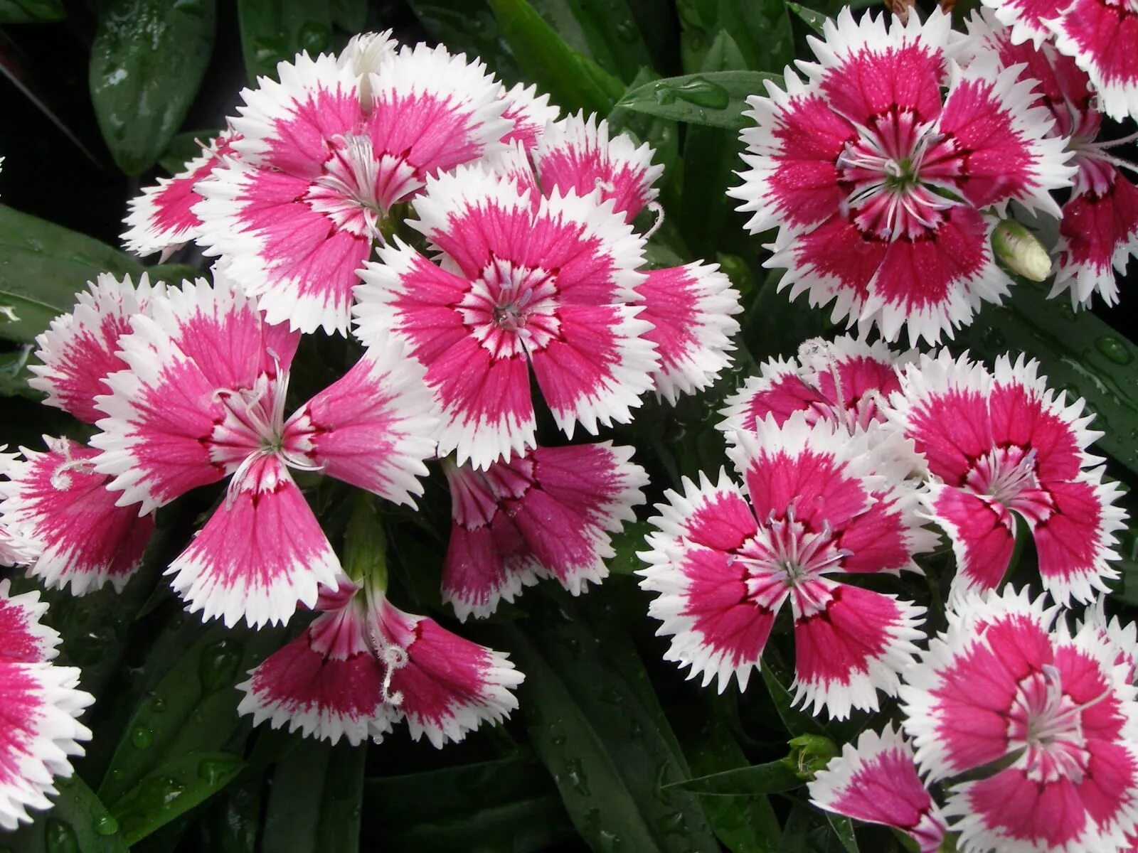 Цветы на букву г названия фото. Гвоздика Dianthus chinensis. Dianthus chinensis гвоздика китайская. Гвоздика (Dianthus chinensis) Coronet. Гвоздика китайская (Dianthus chinensis) Diana.