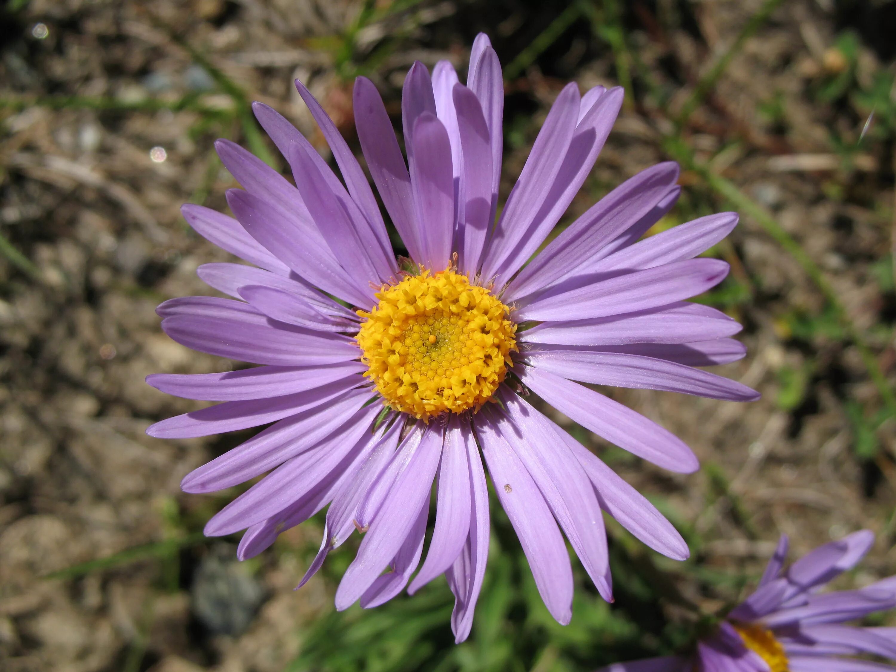 Растения семейства астровые название. Сложноцветные Астровые. Астровые (Asteraceae). Семейству астровых (Asteraceae).