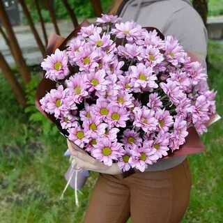 Хризантемы недорогие