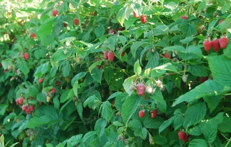 5 кустов малины. малина кустарник. малина ремонтантная куст. малина ремонтантная куст. малина зоренька алтая.