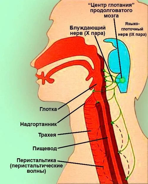 Центр глотания. Центр глотания расположен. Центры жевания и глотания. Пищевод и дыхательные пути.