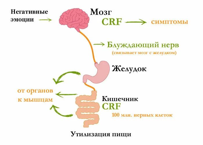 Влияние стресса на пищеварение. Влияние стресса на кишечник.