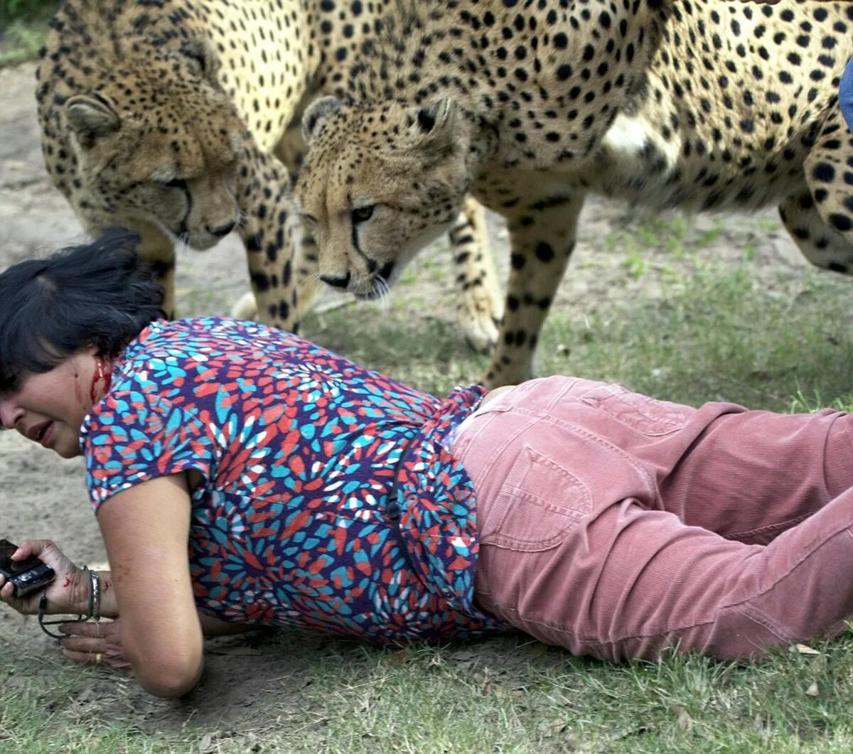 Покажи видео нападение. Ягуар нападает на леопарда. Животные на подают на людей. Напдениеживотнихналудей. Нападение животных на людей.