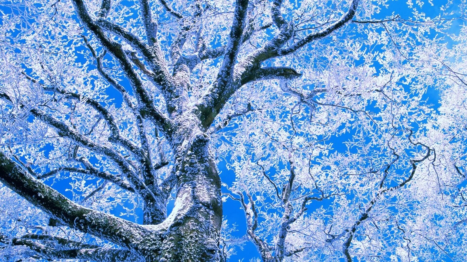 Сказочный зимний лес. Зима мороз. Фоновый рисунок на телефон зима. Обмирает природа зима. Природа частное зима.