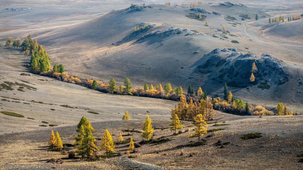 Линия алтай