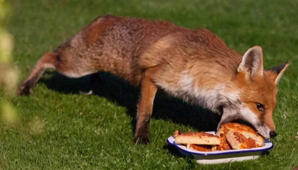 Лиса с едой. Лиса ест. Лиса ворует. Fox cock