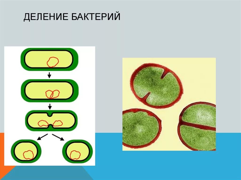 Бинарное деление бактерий схема. Схема бинарного деления бактериальной клетки. Бактерии размножаются бинарным делением. Процесс деления бактериальной клетки. Деление снизу