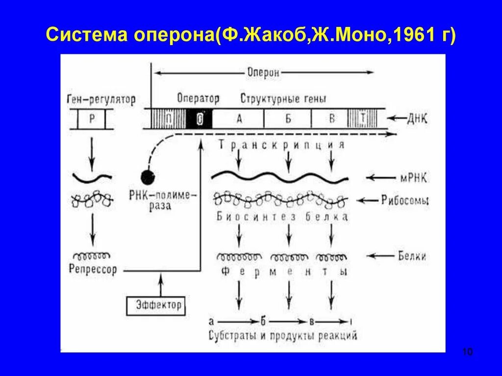 Структура моно. Модель лактозного оперона жакоба и моно. теория оперона жакоба и моно. схему работы лактозного оперона (модель жакоба-моно).. схема регуляции lac-оперона (схема жакоба-моно)..