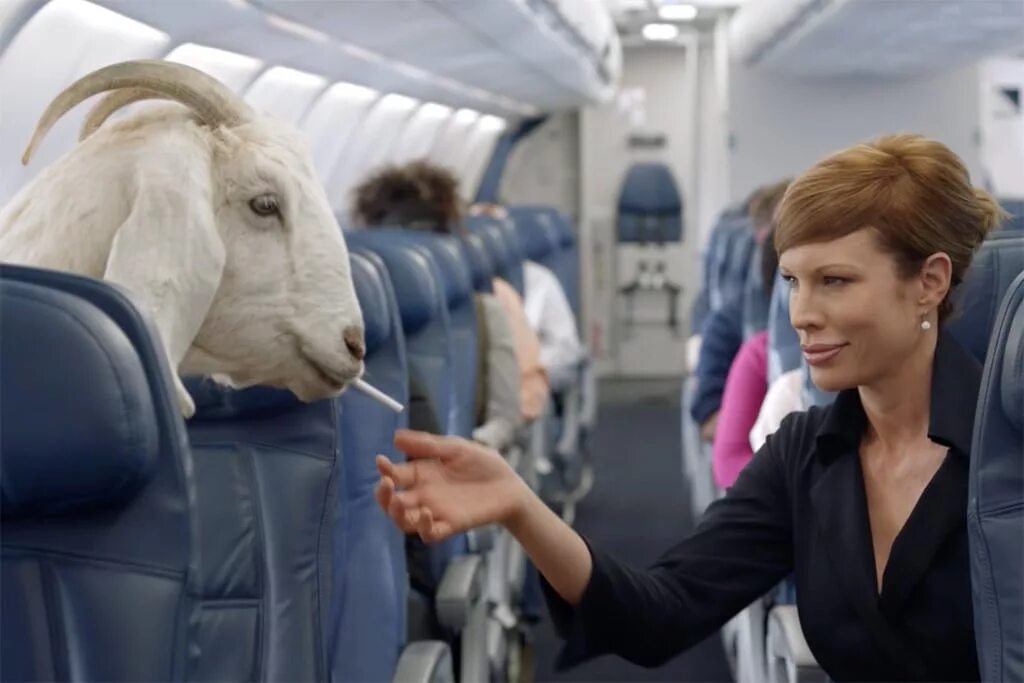 Животные в самолете. Козел в самолете. Конь в самолете. Необычные животные в самолете.